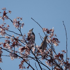 Agropsar philippensis