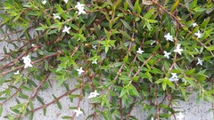 Diodia virginiana