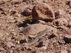 Aspidoscelis sonorae