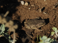 Rhinella arenarum