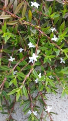 Diodia virginiana