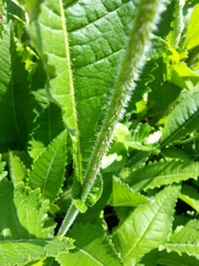 Parthenium auriculatum