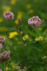Trifolium hybridum