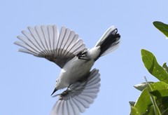 Polioptila caerulea image