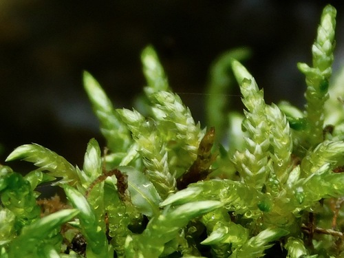 Brachythecium rivulare