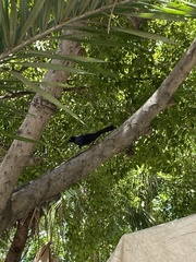 Quiscalus mexicanus