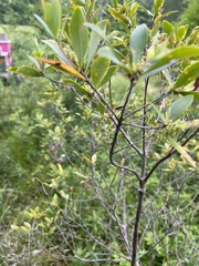 Cliftonia monophylla
