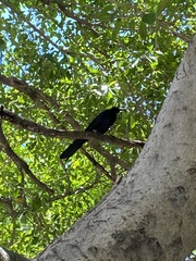 Quiscalus mexicanus