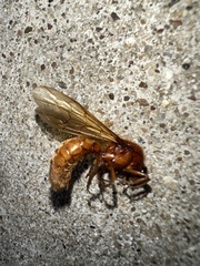 Labidus