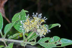 Pisonia macranthocarpa