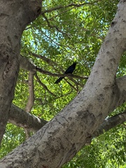 Quiscalus mexicanus