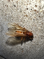 Labidus