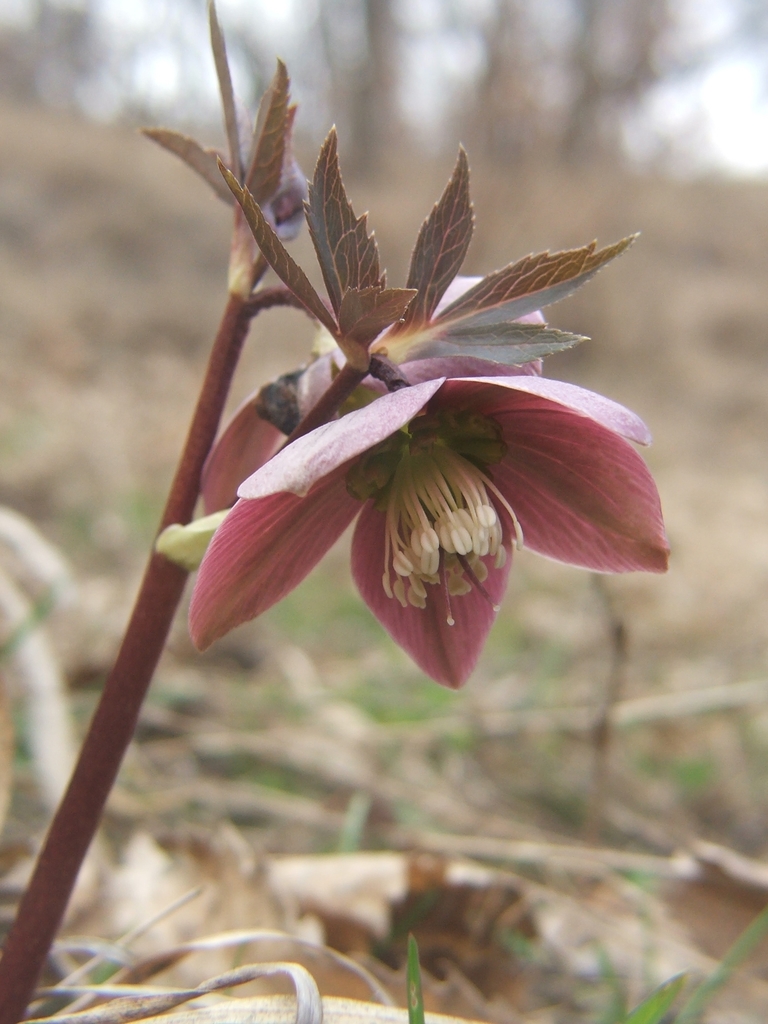Purple hellebore