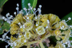 Pisonia macranthocarpa