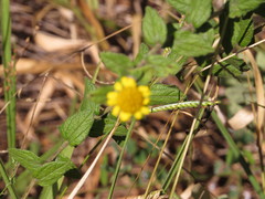 Dimerostemma vestitum