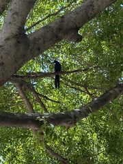 Quiscalus mexicanus
