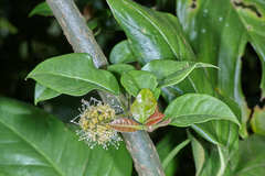 Pisonia macranthocarpa