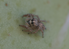 Habronattus hirsutus