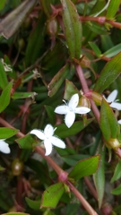Diodia virginiana