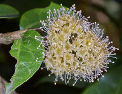 Pisonia macranthocarpa