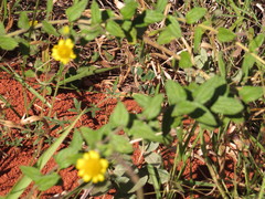 Dimerostemma vestitum