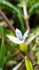 Sisyrinchium rosulatum