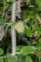 Pisonia macranthocarpa