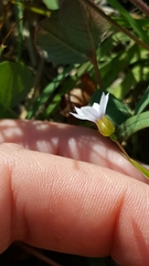Sisyrinchium rosulatum