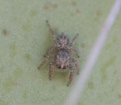 Habronattus hirsutus