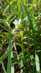 Sisyrinchium rosulatum