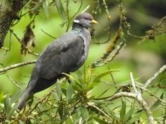 Band-Tailed Pigeon photo 3