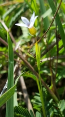 Sisyrinchium rosulatum