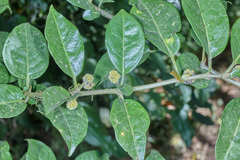 Pisonia macranthocarpa