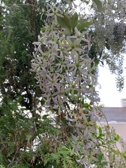 Angiospermae