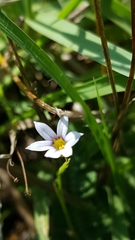 Sisyrinchium rosulatum