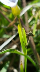 Sisyrinchium rosulatum