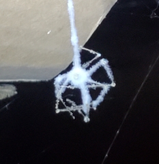 Engyodontium aranearum