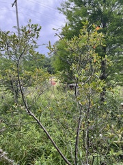 Cliftonia monophylla