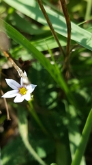 Sisyrinchium rosulatum