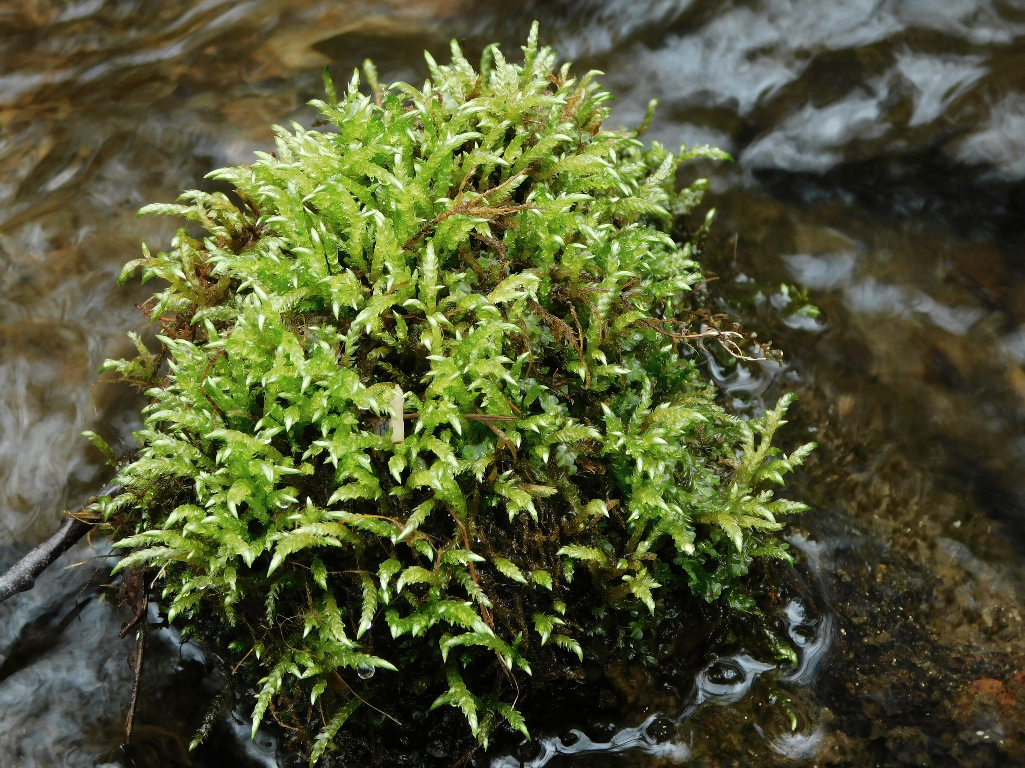 Brachythecium rivulare