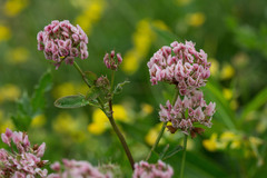 Trifolium hybridum