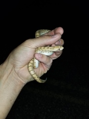 Arizona elegans candida