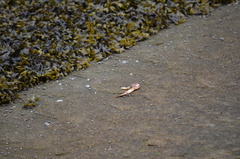 Metacarcinus magister