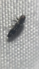 Agrilus esperanzae