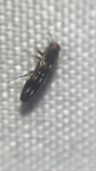 Agrilus esperanzae