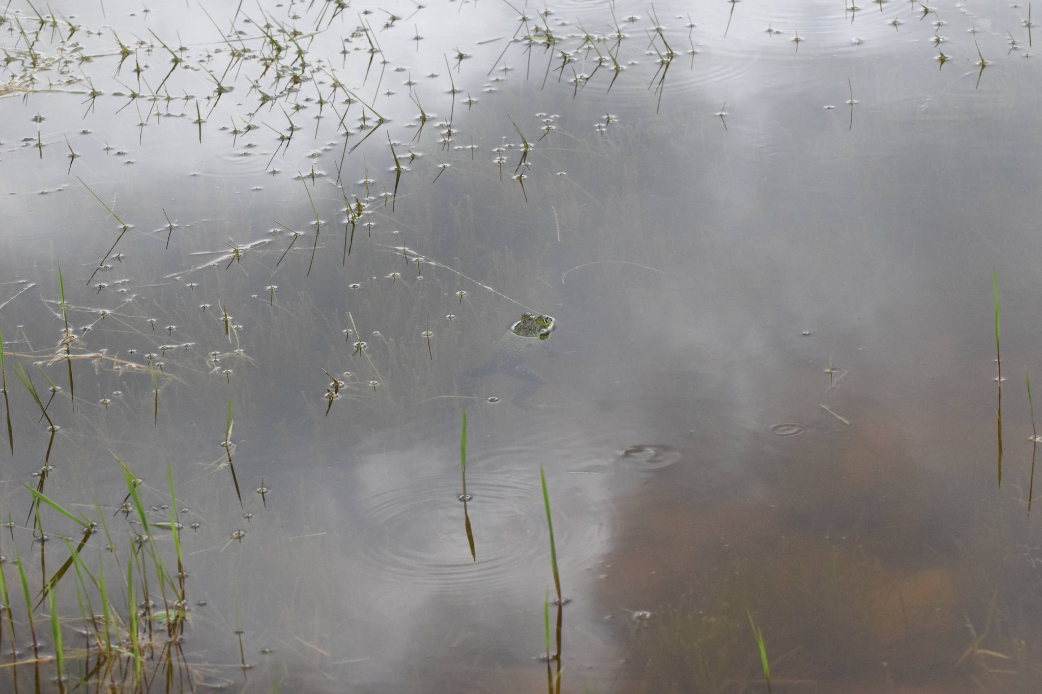 Lithobates catesbeianus image