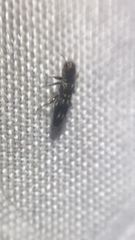 Agrilus esperanzae