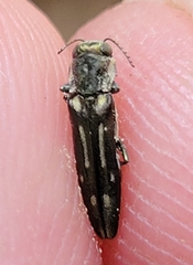 Agrilus limpiae