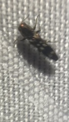 Agrilus esperanzae