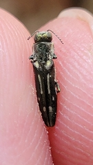 Agrilus limpiae